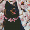 Black Pomeranian And Cherry Blossoms Diamond Painting