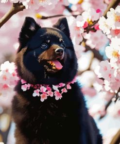 Black Pomeranian And Cherry Blossoms Diamond Painting