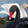 Black And White Swans Diamond Painting