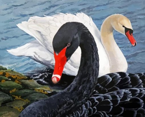 Black And White Swans Diamond Painting