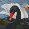 Black And White Swans Diamond Painting