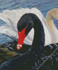 Black And White Swans Diamond Painting