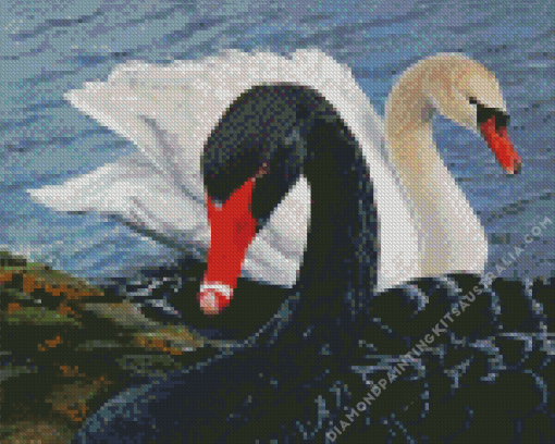 Black And White Swans Diamond Painting