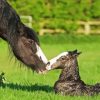 Black Mare And Foal Diamond Painting