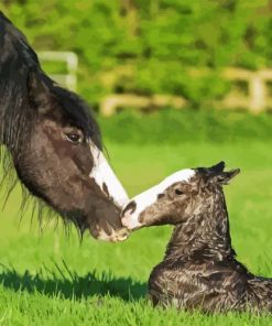 Black Mare And Foal Diamond Painting