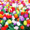 Blooming Colorful Tulips Diamond Painting