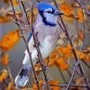 Blue Bird In Autumn Tree Diamond Painting