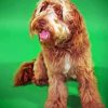 Brown Otterhound Dog Diamond Painting