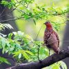 Chinese Bamboo Partridge Diamond Painting