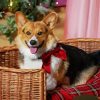 Christmas Corgi Diamond Painting