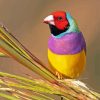 Colorful Gouldian Finch Diamond Painting