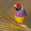 Colorful Gouldian Finch Diamond Painting