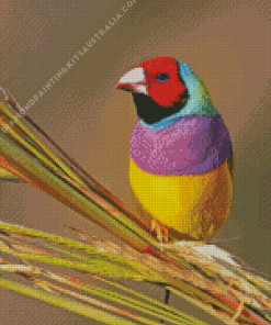 Colorful Gouldian Finch Diamond Painting