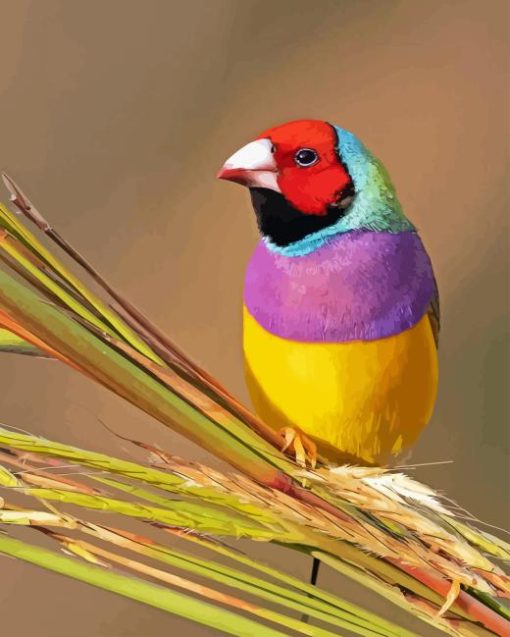 Colorful Gouldian Finch Diamond Painting