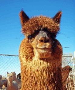 Cute Alpaca Smiling Diamond Painting