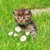 Cute Kitten In Garden Diamond Painting