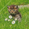 Cute Kitten In Garden Diamond Painting