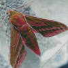 Elephant Hawk Moth Insect Diamond Painting