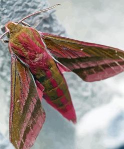 Elephant Hawk Moth Insect Diamond Painting