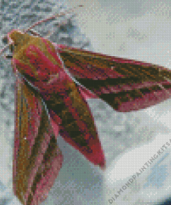 Elephant Hawk Moth Insect Diamond Painting