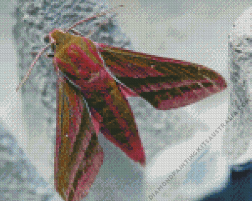 Elephant Hawk Moth Insect Diamond Painting