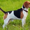 English Coonhound Diamond Painting