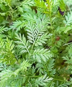 Green Artemisia Diamond Painting