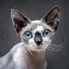 Grey And White Devon Rex Diamond Painting