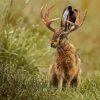 Jackalope Animal Diamond Painting