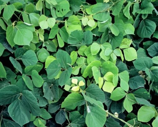 Kudzu Diamond Painting