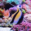 Moorish Idol Underwater Diamond Painting