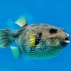 Puffer Fish Underwater Diamond Painting