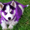 Purple Puppy Diamond Painting