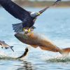 Sea Eagle Catching Fishes Diamond Painting