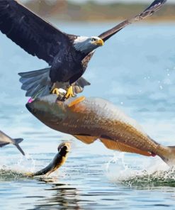 Sea Eagle Catching Fishes Diamond Painting