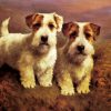 Sealyham Terriers Diamond Painting