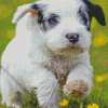 Sealyham Puppy Diamond Painting