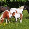 Shetland Ponies In Meadow Diamond Painting