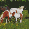 Shetland Ponies In Meadow Diamond Painting