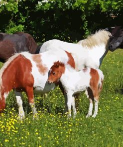 Shetland Ponies In Meadow Diamond Painting