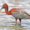 The Glossy Ibis Diamond Painting