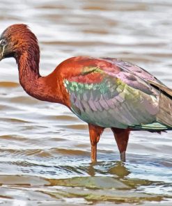 The Glossy Ibis Diamond Painting