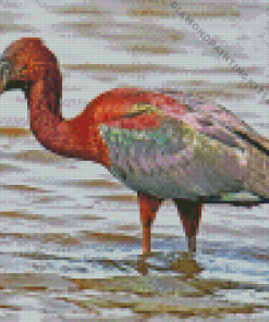 The Glossy Ibis Diamond Painting