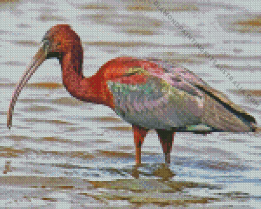 The Glossy Ibis Diamond Painting