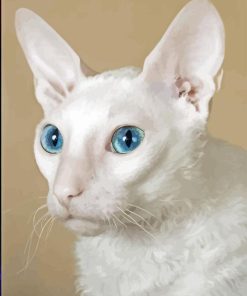 White Devon Rex Cat Diamond Painting