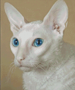 White Devon Rex Cat Diamond Painting