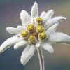 White Edelweiss Flower Diamond Painting