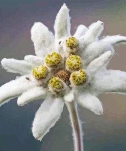 White Edelweiss Flower Diamond Painting