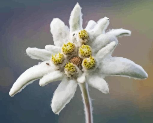 White Edelweiss Flower Diamond Painting