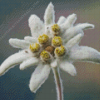 White Edelweiss Flowers Diamond Painting